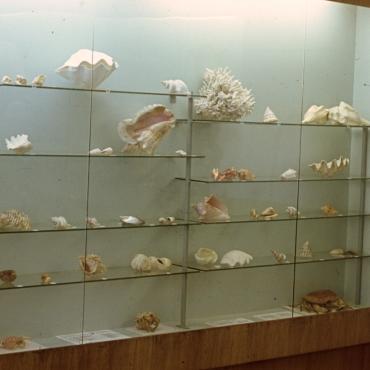 Pirmoji jūrų gamtos ekspozicija namelyje H. Manto g. 14, parengta locmano F. Rimkevičiaus kolekcijos pagrindu. Apie 1971–1975 m. Nuotraukos autorius nežinomas. Lietuvos jūrų muziejus